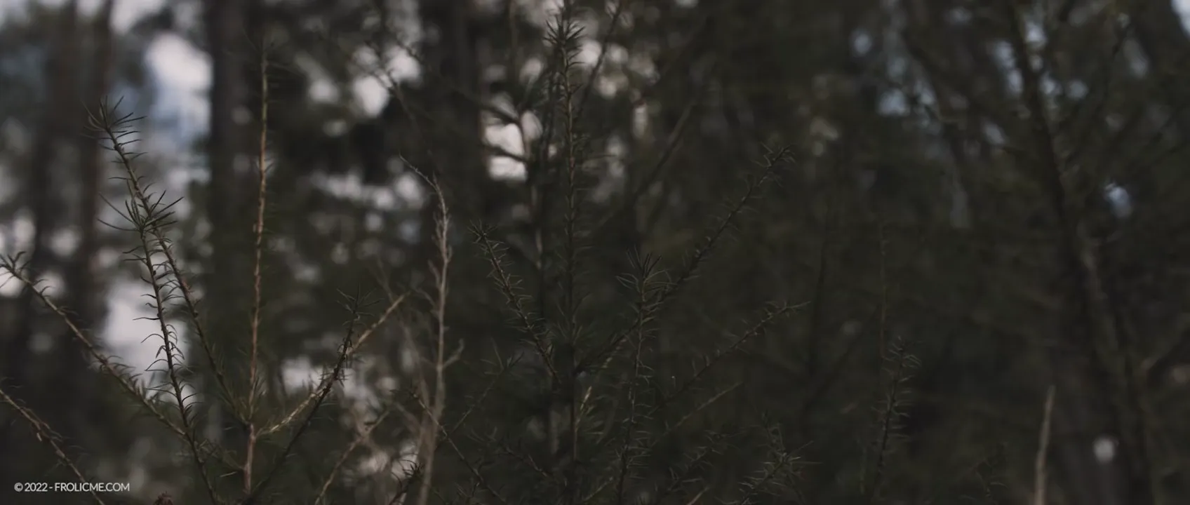 Frolic Me Katy Rose And Stacy Cruz – Forest Feast.mkv
